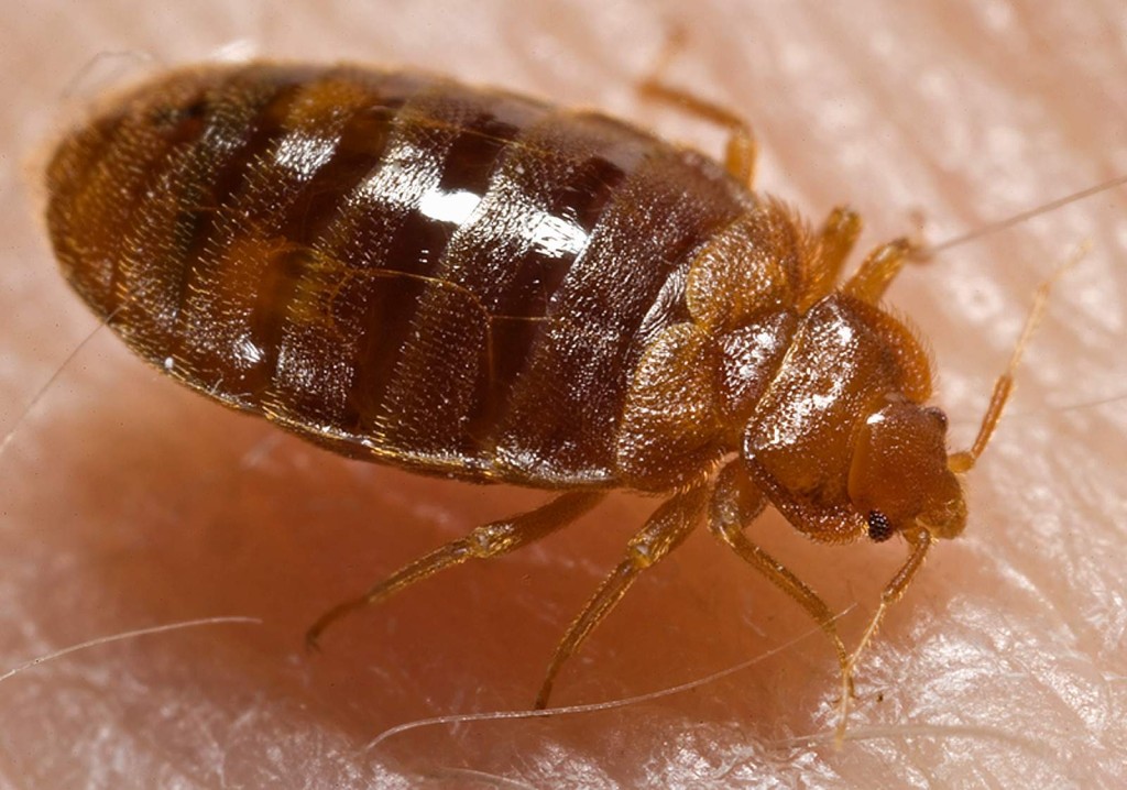 How To Get Rid Of Bed Bugs